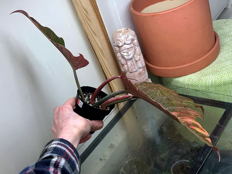 il_794xN.3779726286_my5h