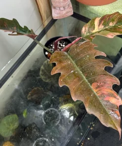 Highly Variegated Philodendron Caramel Marble rooted plant ( pic.2-9th), RARE#1