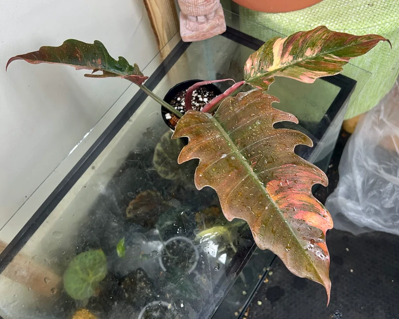 Highly Variegated Philodendron Caramel Marble rooted plant ( pic.2-9th), RARE#1