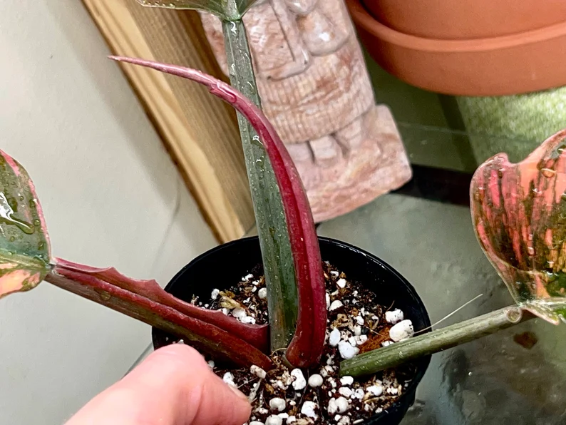 il_794xN.3779726578_7xa8