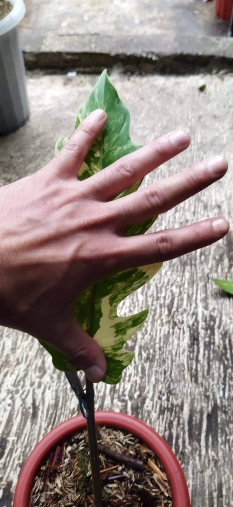 il_794xN.3780315404_947i