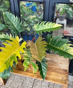 Rare Big Size Philodendron Caramel Marble Variegated Fully Rooted Plant 9 leaves