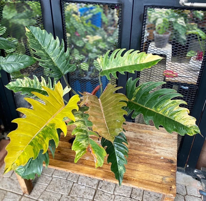 Rare Big Size Philodendron Caramel Marble Variegated Fully Rooted Plant 9 leaves Rare Big Size Philodendron Caramel Marble Variegated Fully Rooted Plant 9 leaves