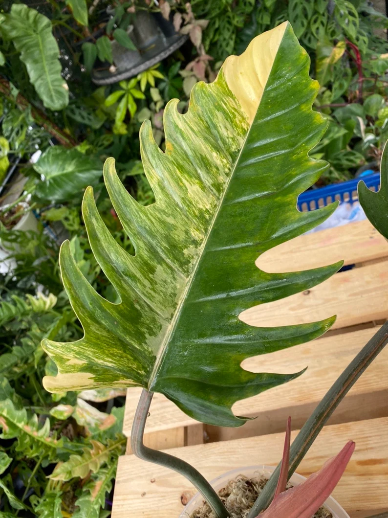 il_794xN.3782591772_br1m