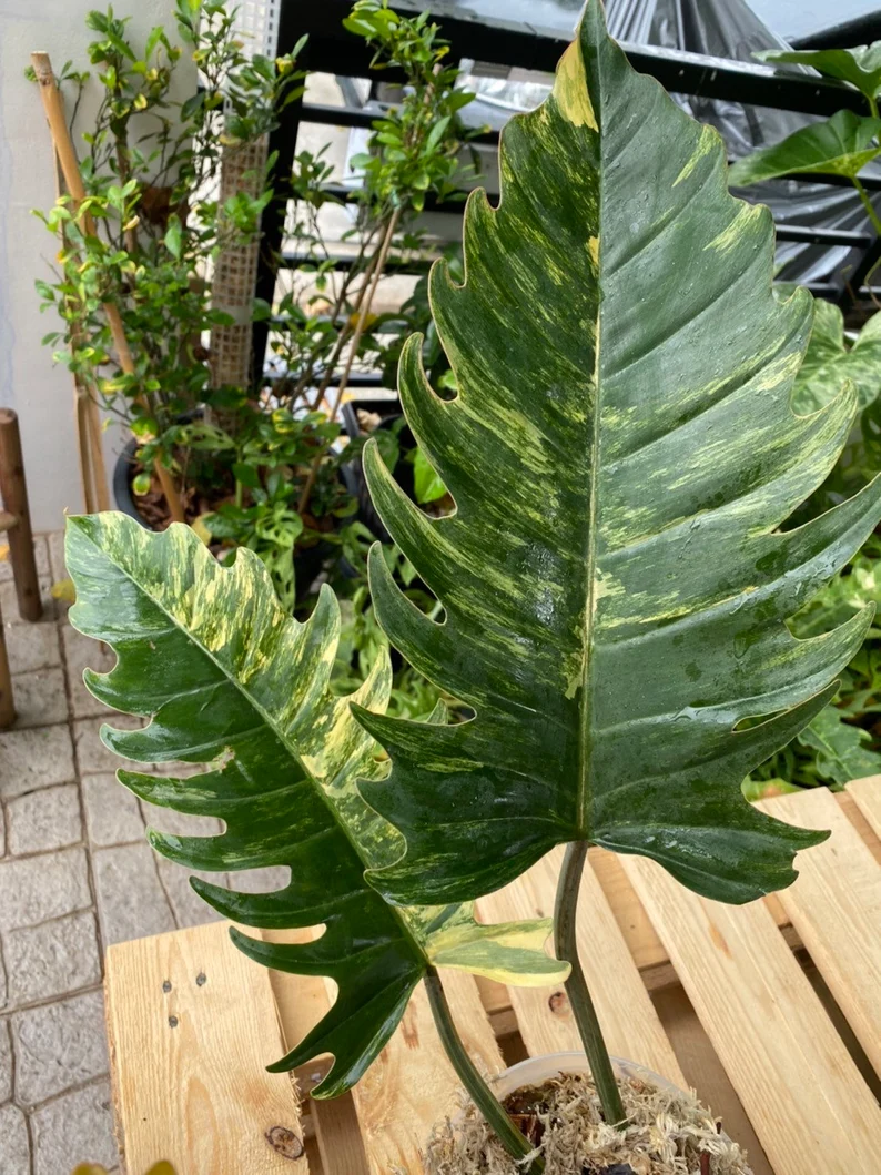 il_794xN.3782591798_rlen