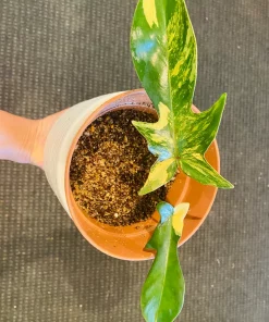 Variegated Florida Beauty Philodendron