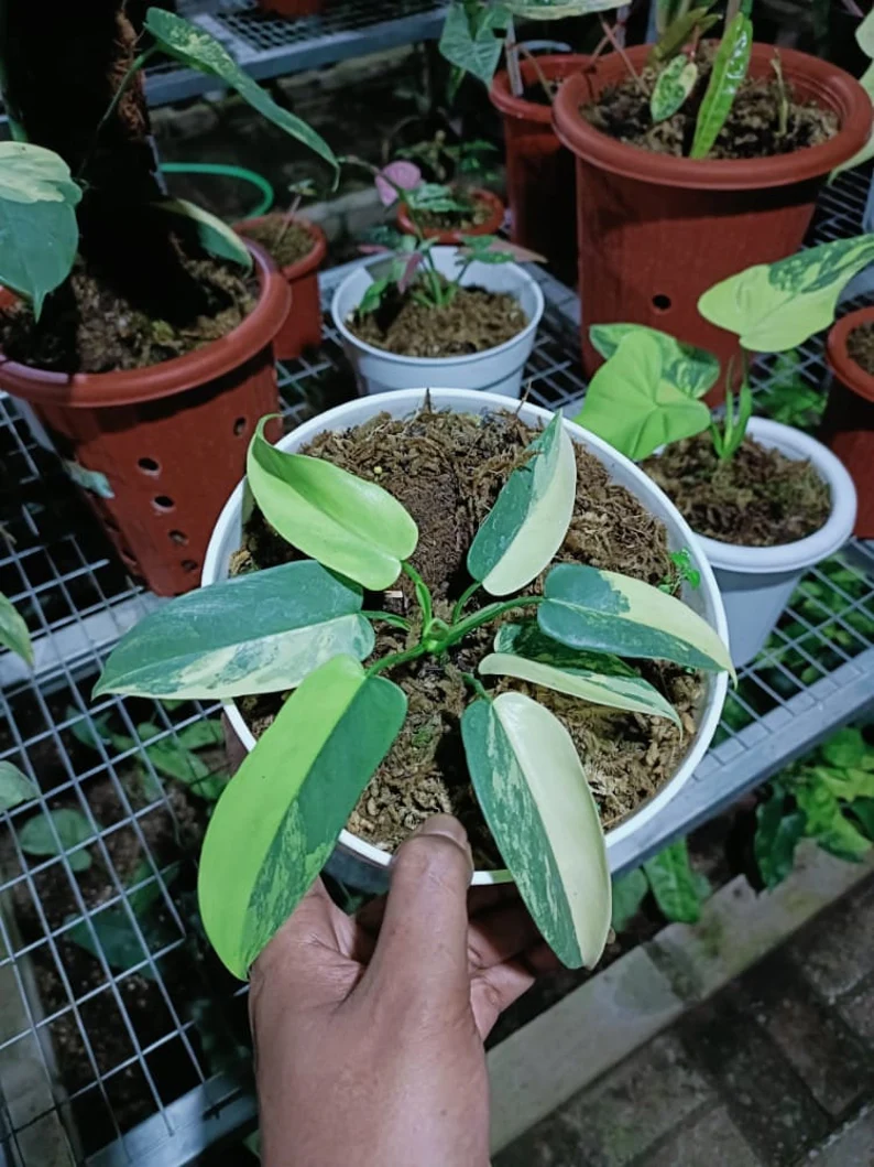 il_794xN.3785589954_gxnj