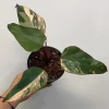 PHILODENDRON STRAWBERRY SHAKE Variegated