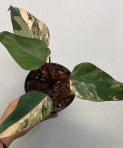 PHILODENDRON STRAWBERRY SHAKE Variegated