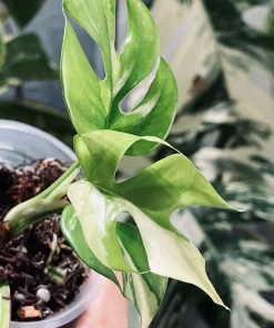 Rhaphidophora Tetrasperma Paragon Albo Variegated