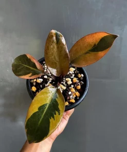 Philodendron Black Cardinal Variegated