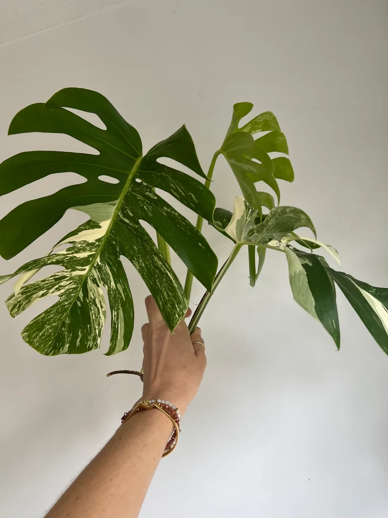 il_794xN.3790124542_5iub