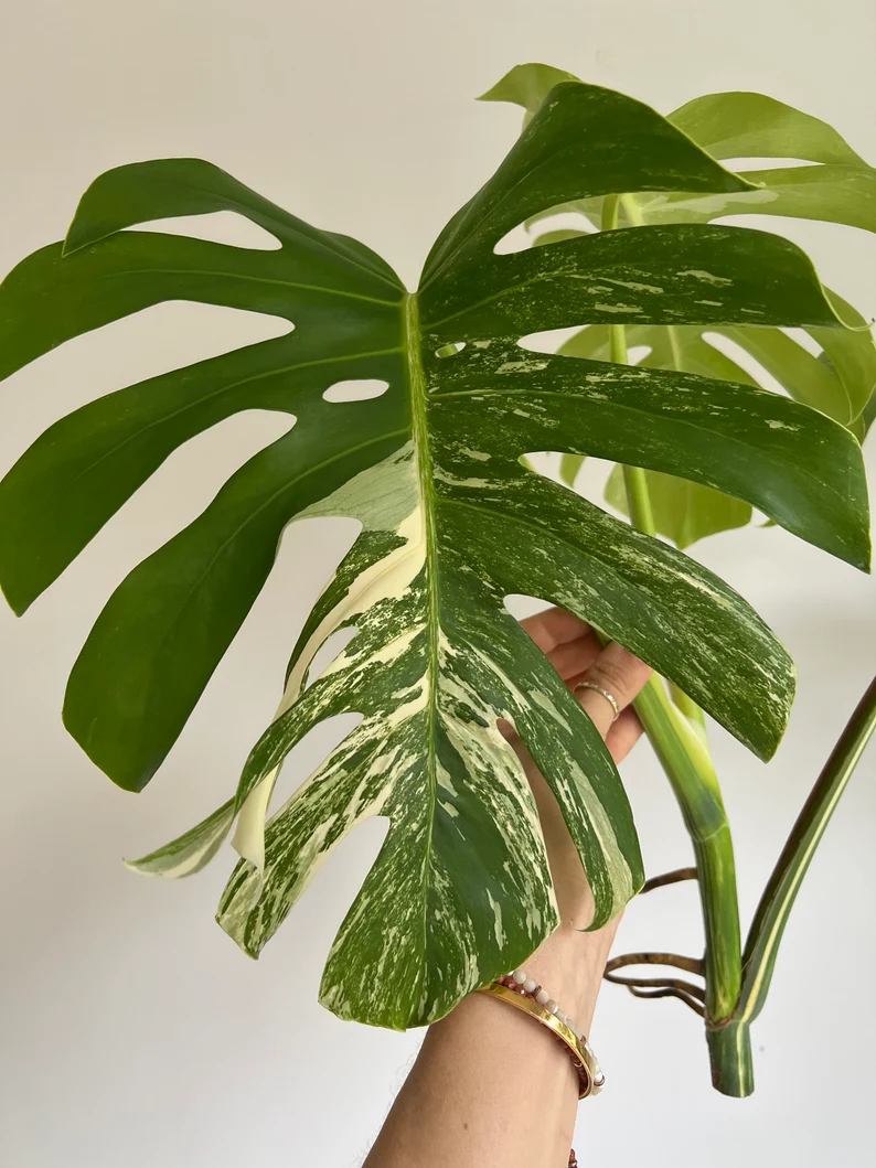 il_794xN.3790124600_jc3q