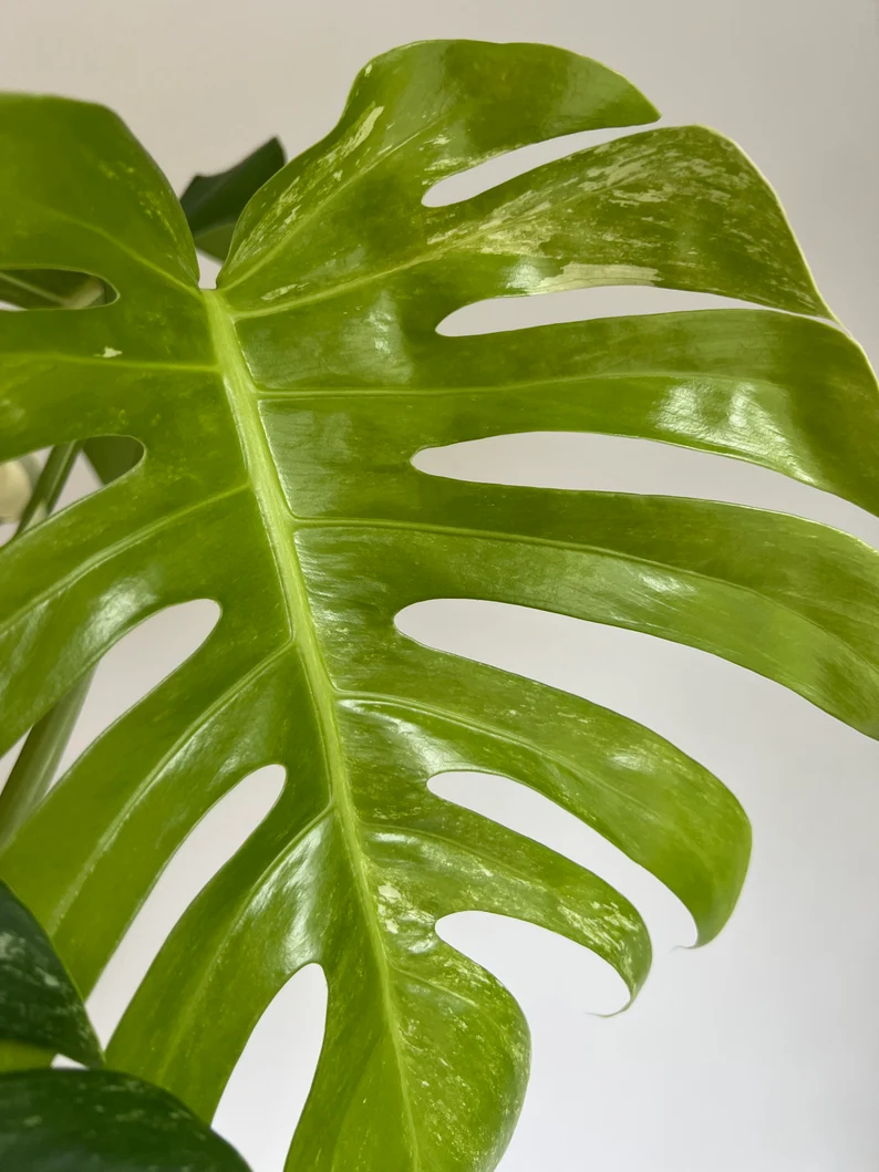 il_794xN.3790124610_aik7