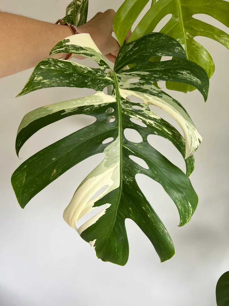 il_794xN.3790124662_sqbi