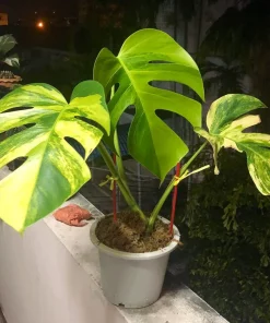 Monstera AUREA Variegated Borsigiana