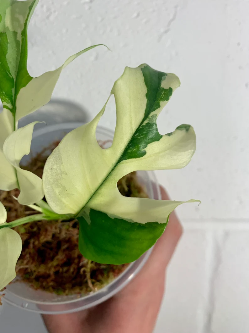 il_794xN.3791113578_td7o