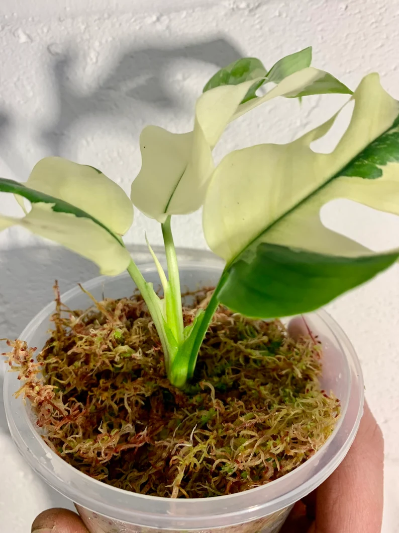 il_794xN.3791113580_eilv