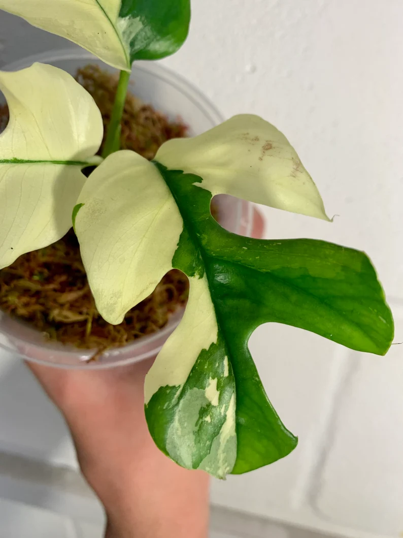 il_794xN.3791113680_738n