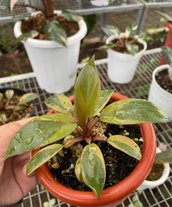 Philodendron Black Cardinal Variegated - Free Phytosanitary