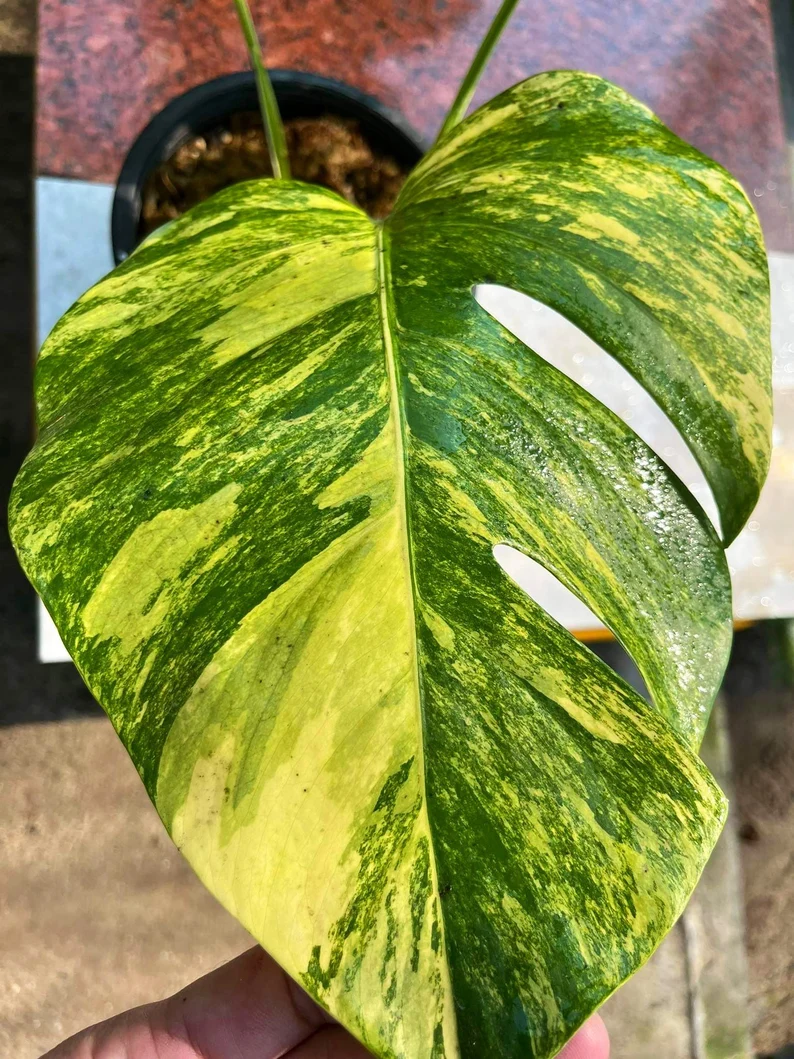 il_794xN.3791919806_t1vh