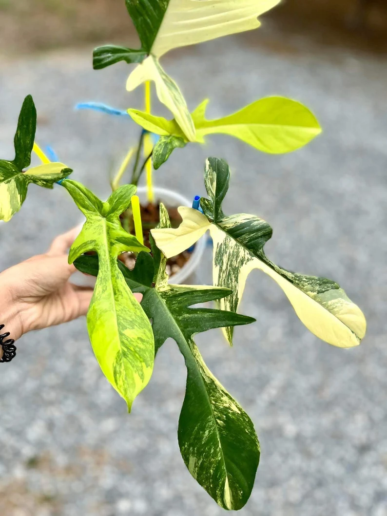 il_794xN.3791997452_s9wc