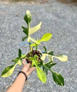Philodendron Florida Beauty Variegated Fully Rooted Plant