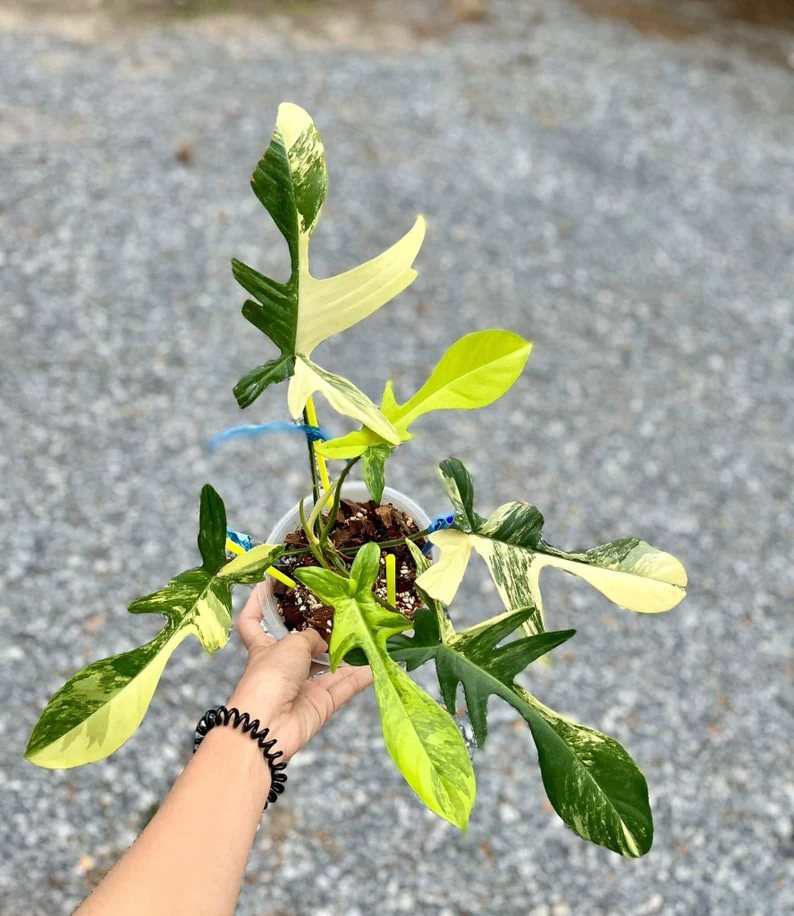 Philodendron Florida Beauty Variegated Fully Rooted Plant Philodendron Florida Beauty Variegated Fully Rooted Plant