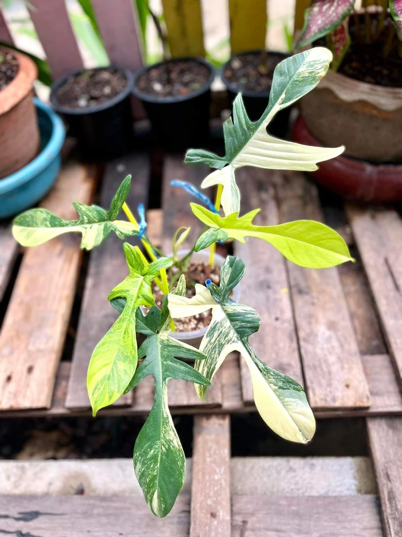 il_794xN.3791997476_tthn