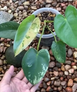 Philodendron Ilsemanii Variegated