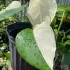 buy Monstera deliciosa albo