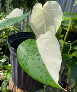 buy Monstera deliciosa albo