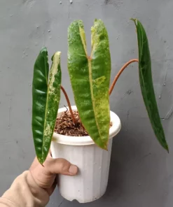 variegated philodendron billietiae