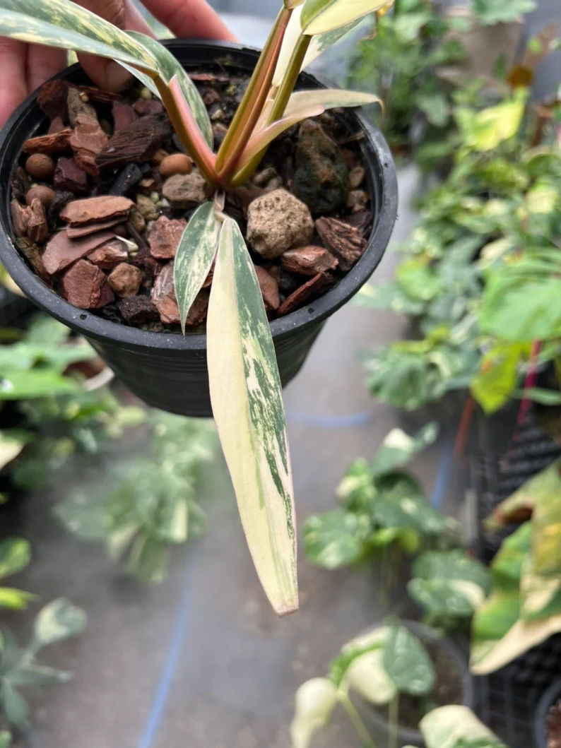 il_794xN.3797908532_kkyx