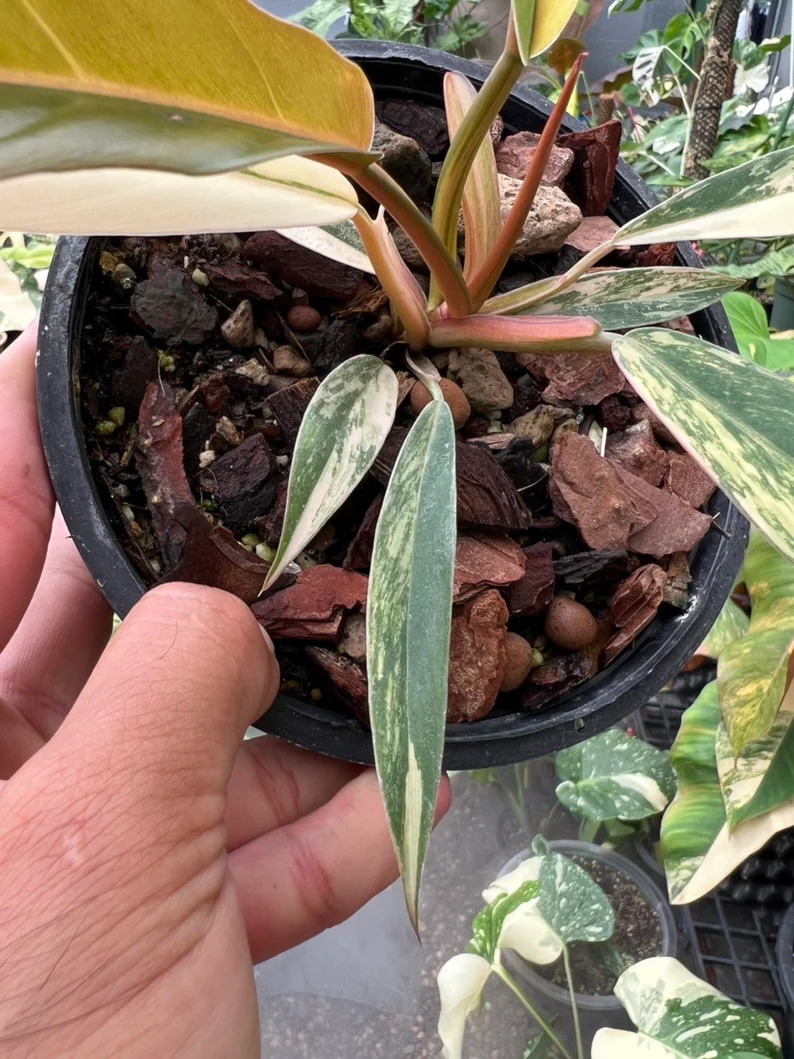 il_794xN.3797908582_mkq2