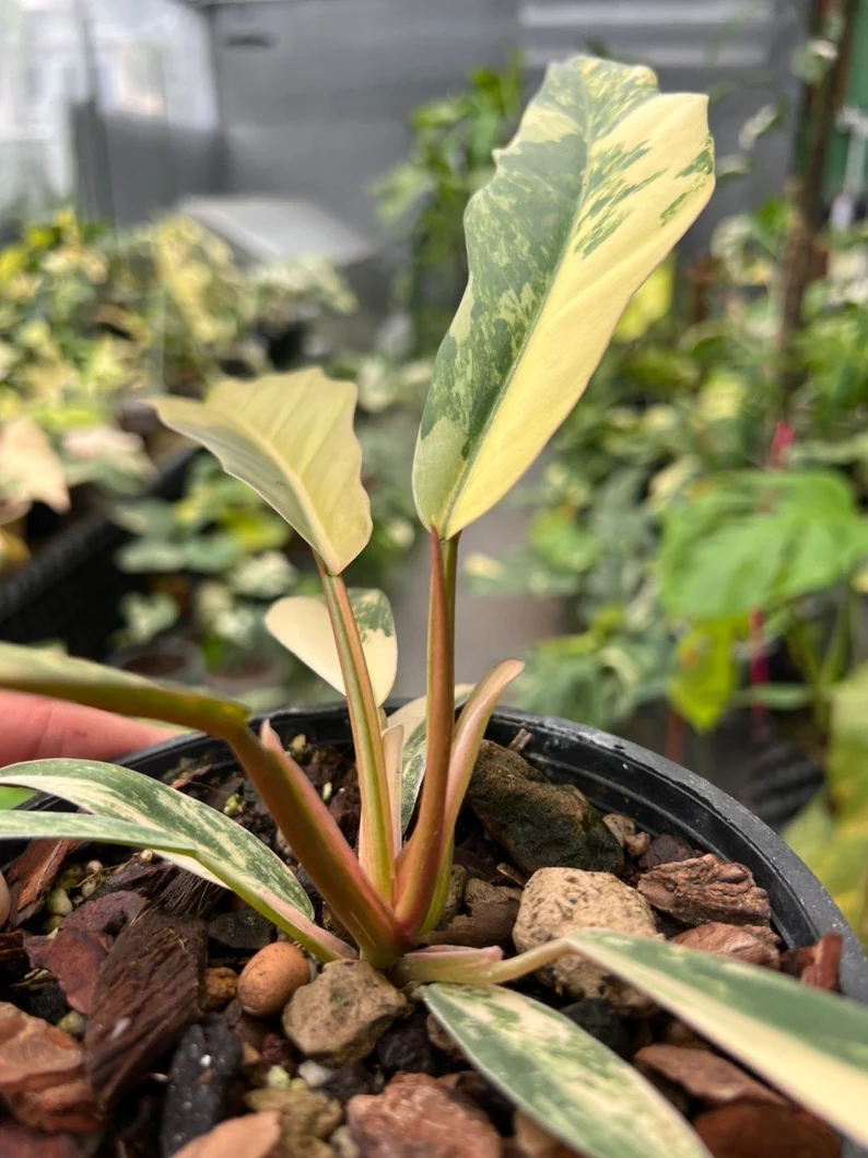 il_794xN.3797908600_8xxs