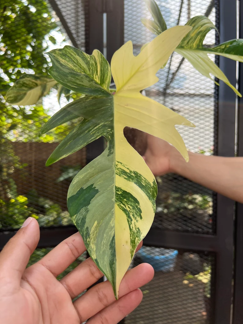 il_794xN.3798811332_nqch