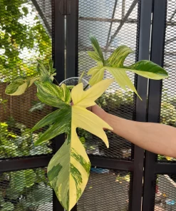 Philodendron Florida Beauty Variegated Fully Rooted Plant 3 leaves **