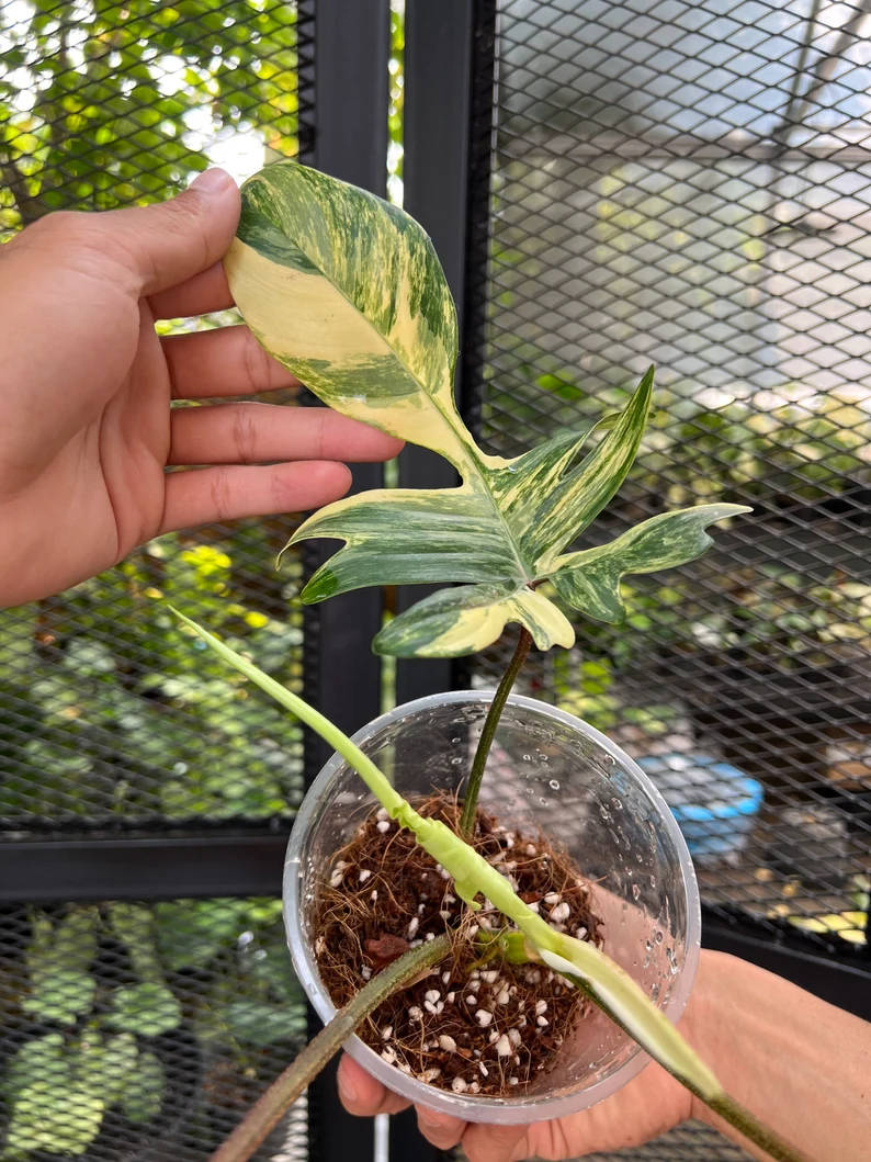 il_794xN.3798811372_hesv