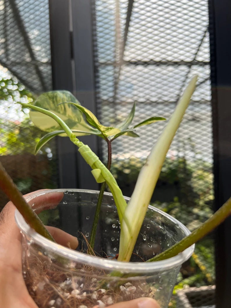 il_794xN.3798811376_2u03