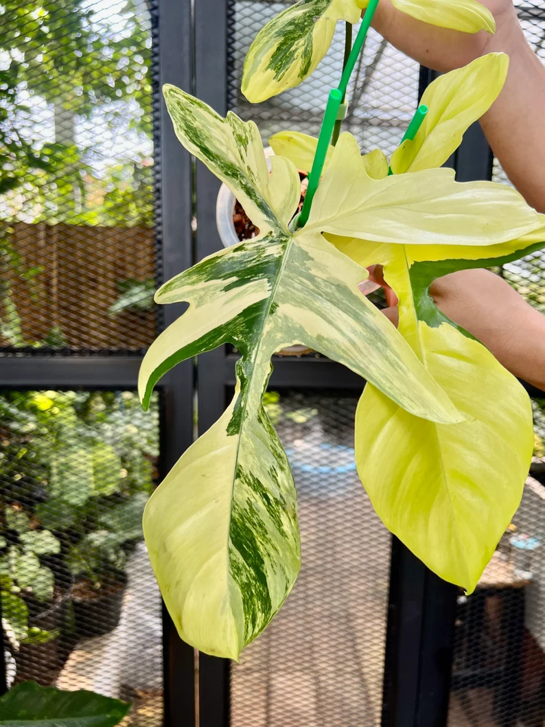 il_794xN.3798908962_oh17