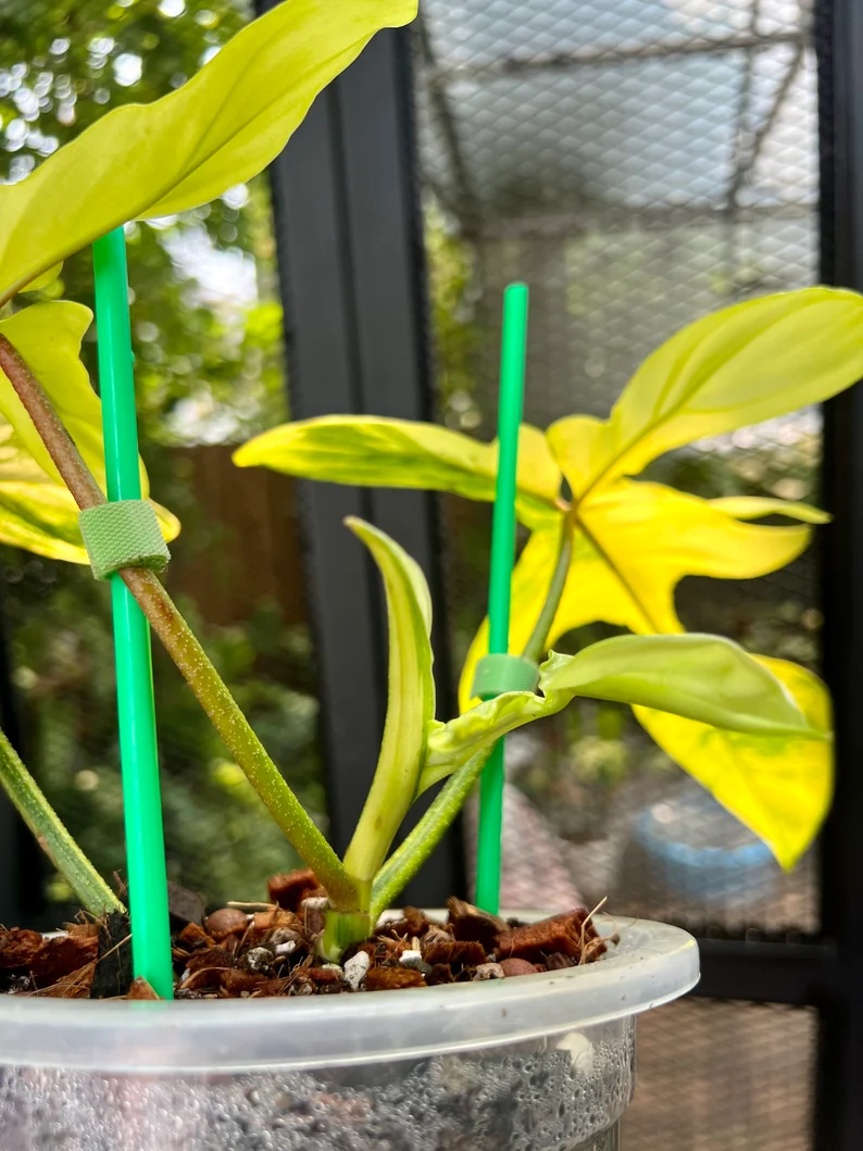 il_794xN.3798908992_bh4g