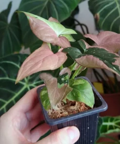 Syngonium red spot tricolor