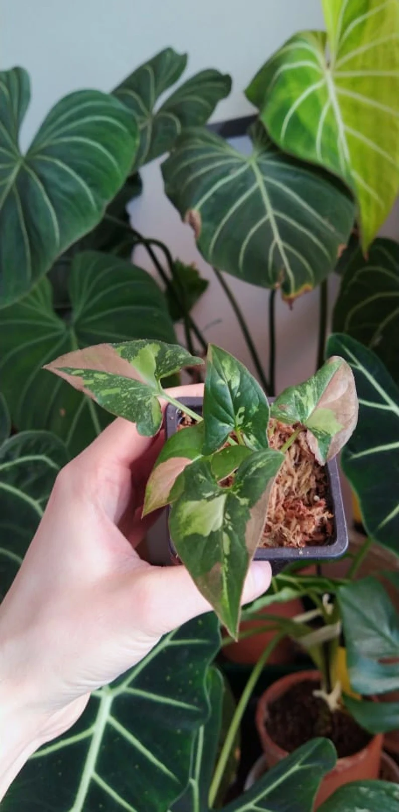 il_794xN.3800153209_c1ss