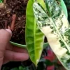 philodendron billietiae
