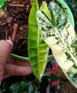 philodendron billietiae