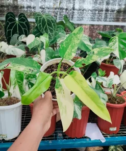 Philodendron Domesticum Variegated
