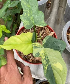 Philodendron Violin Variegated