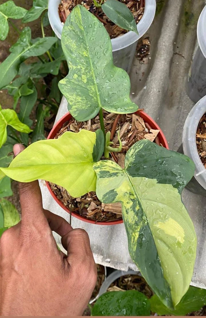 Philodendron Violin Variegated Philodendron Violin Variegated