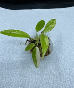 Philodendron Variegated Domesticum Babies